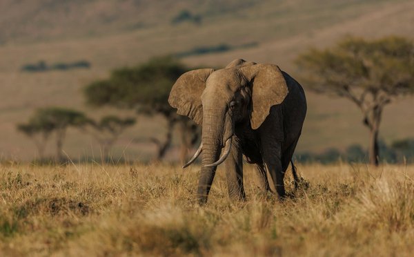 Comment organiser un safari en montgolfière au-dessus de la savane kenyane ?