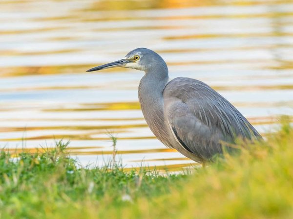Où découvrir les traditions musicales des tribus autochtones en Australie ?